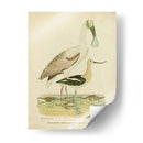 Antiguo Spoonbill Y Sandpipers - Alexander Wilson | Cuadro decorativo de Canvas Lab