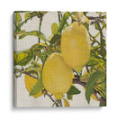 Cítrico Brillante Iii (Ceniza) - Naomi McCavitt | Cuadro decorativo de Canvas Lab