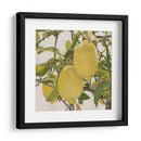 Cítrico Brillante Iii (Ceniza) - Naomi McCavitt | Cuadro decorativo de Canvas Lab