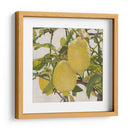 Cítrico Brillante Iii (Ceniza) - Naomi McCavitt | Cuadro decorativo de Canvas Lab