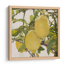 Cítrico Brillante Iii (Ceniza) - Naomi McCavitt | Cuadro decorativo de Canvas Lab