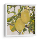 Cítrico Brillante Iii (Ceniza) - Naomi McCavitt | Cuadro decorativo de Canvas Lab