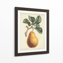 Antiguo Pera Botánico I - Horto Van Houtteano | Cuadro decorativo de Canvas Lab