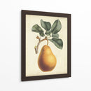 Antiguo Pera Botánico I - Horto Van Houtteano | Cuadro decorativo de Canvas Lab