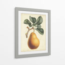 Antiguo Pera Botánico I - Horto Van Houtteano | Cuadro decorativo de Canvas Lab