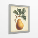 Antiguo Pera Botánico I - Horto Van Houtteano | Cuadro decorativo de Canvas Lab