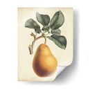 Antiguo Pera Botánico I - Horto Van Houtteano | Cuadro decorativo de Canvas Lab