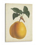 Antiguo Pera Botánica Ii - Horto Van Houtteano | Cuadro decorativo de Canvas Lab