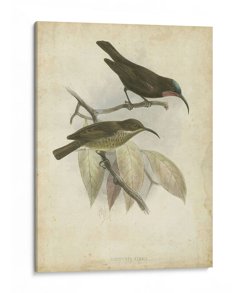 Hummingbird De Gould Antique Personalizado I (Ash) - John Gould | Cuadro decorativo de Canvas Lab