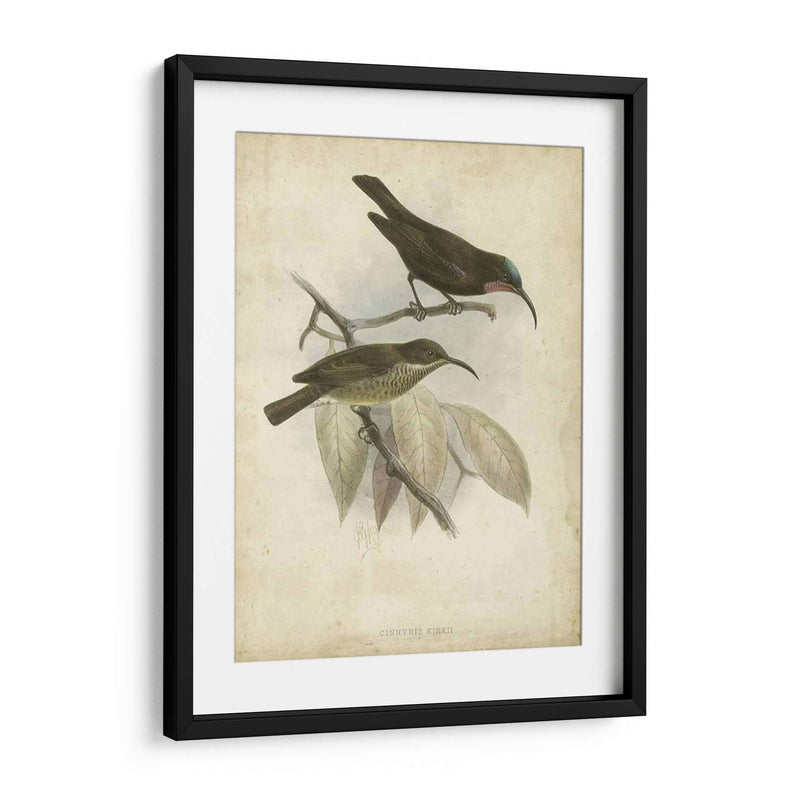 Hummingbird De Gould Antique Personalizado I (Ash) - John Gould | Cuadro decorativo de Canvas Lab