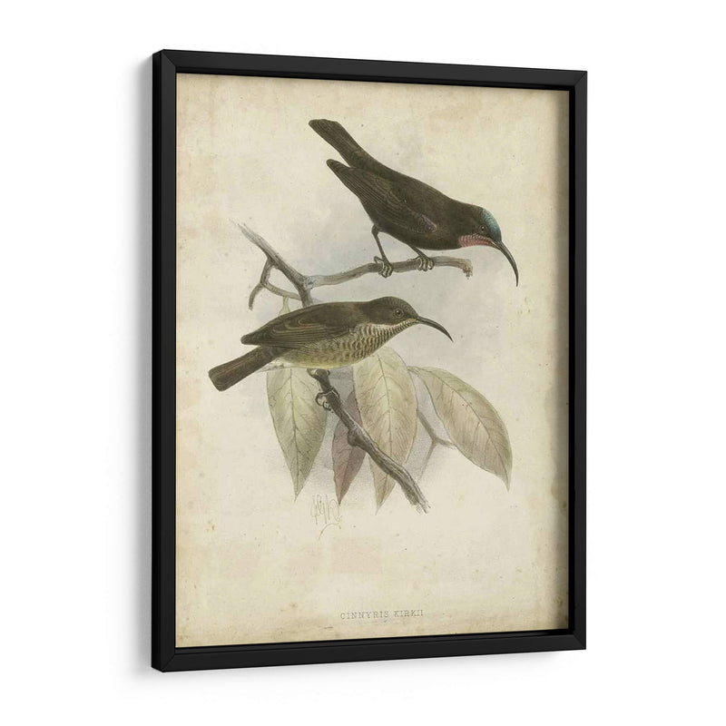 Hummingbird De Gould Antique Personalizado I (Ash) - John Gould | Cuadro decorativo de Canvas Lab