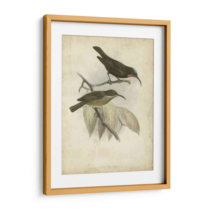 Hummingbird De Gould Antique Personalizado I (Ash) - John Gould | Cuadro decorativo de Canvas Lab