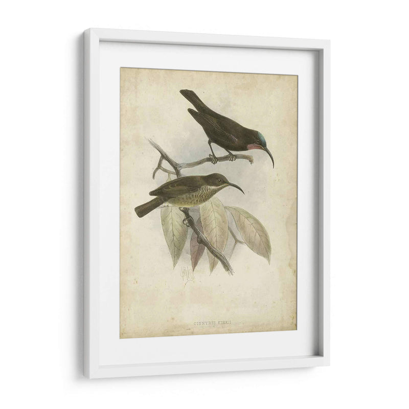 Hummingbird De Gould Antique Personalizado I (Ash) - John Gould | Cuadro decorativo de Canvas Lab