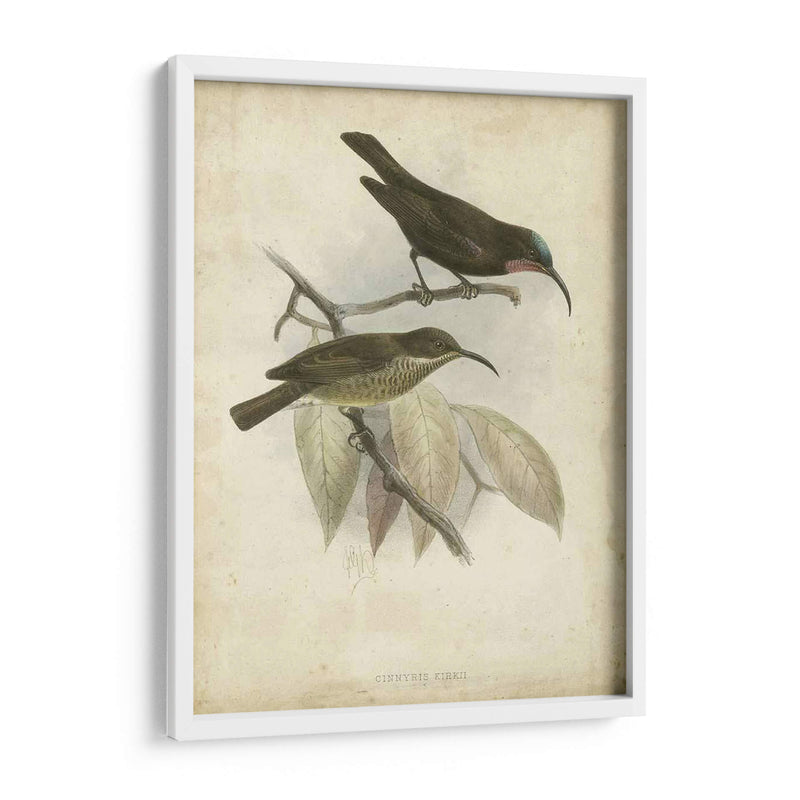 Hummingbird De Gould Antique Personalizado I (Ash) - John Gould | Cuadro decorativo de Canvas Lab