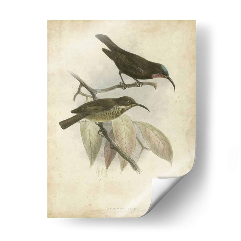 Hummingbird De Gould Antique Personalizado I (Ash) - John Gould | Cuadro decorativo de Canvas Lab