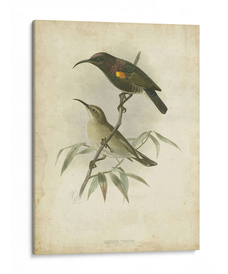 Custom Gould Hummingbird Ii (Ash) - John Gould | Cuadro decorativo de Canvas Lab