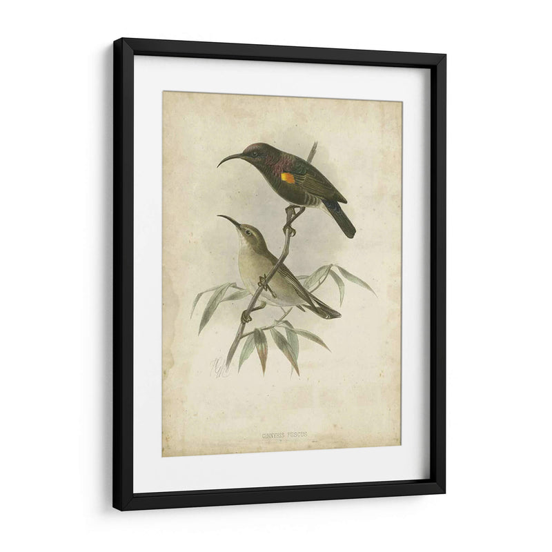 Custom Gould Hummingbird Ii (Ash) - John Gould | Cuadro decorativo de Canvas Lab