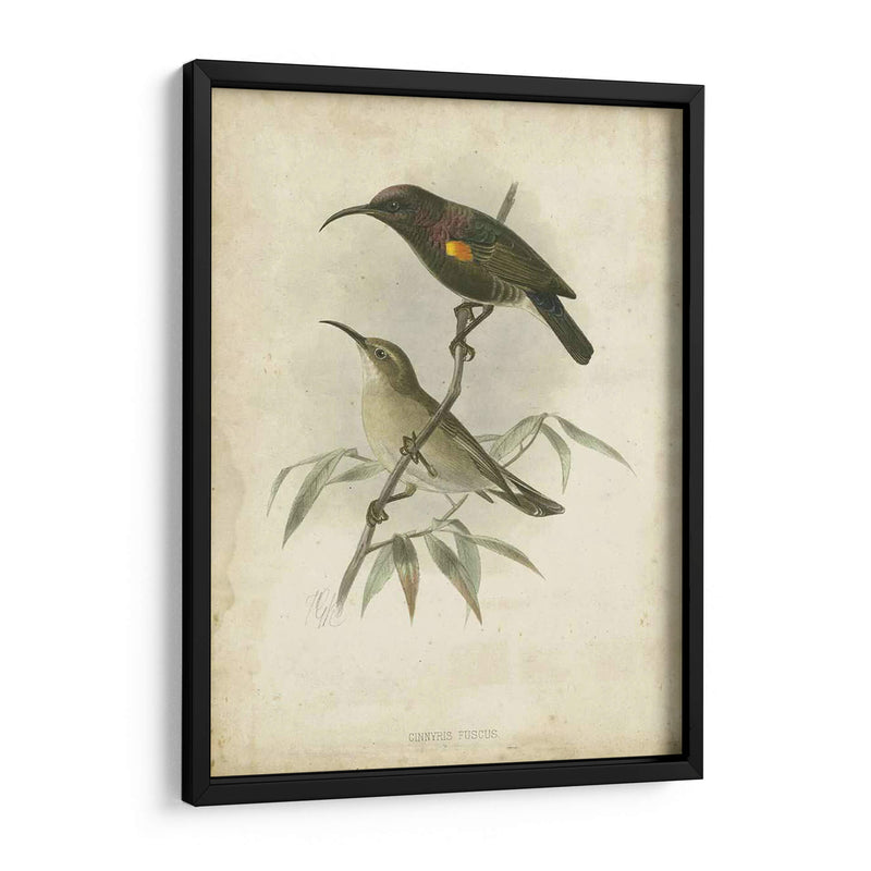 Custom Gould Hummingbird Ii (Ash) - John Gould | Cuadro decorativo de Canvas Lab