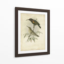 Custom Gould Hummingbird Ii (Ash) - John Gould | Cuadro decorativo de Canvas Lab