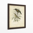 Custom Gould Hummingbird Ii (Ash) - John Gould | Cuadro decorativo de Canvas Lab