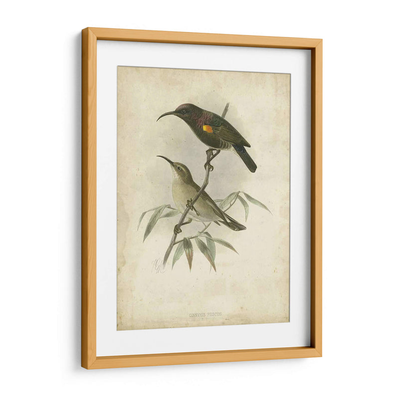 Custom Gould Hummingbird Ii (Ash) - John Gould | Cuadro decorativo de Canvas Lab