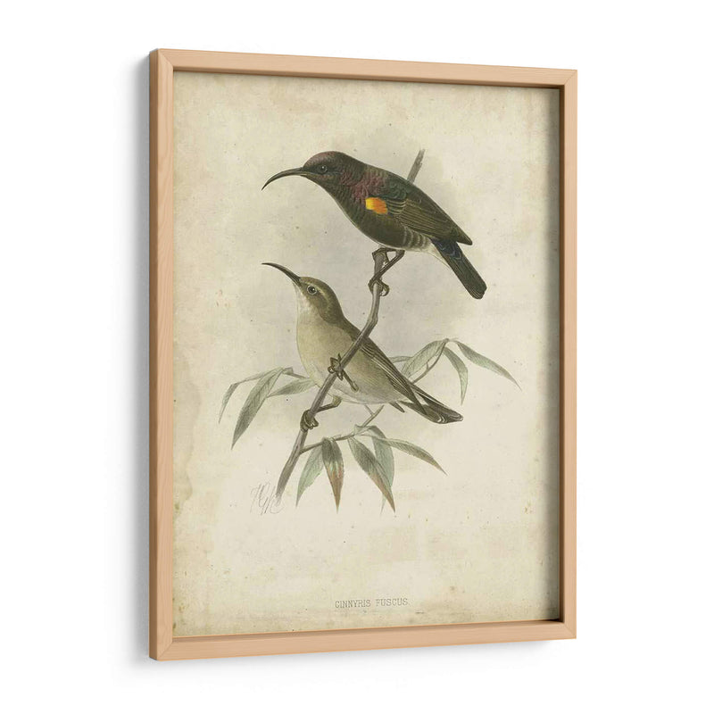 Custom Gould Hummingbird Ii (Ash) - John Gould | Cuadro decorativo de Canvas Lab