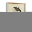 Custom Gould Hummingbird Ii (Ash) - John Gould | Cuadro decorativo de Canvas Lab
