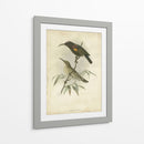 Custom Gould Hummingbird Ii (Ash) - John Gould | Cuadro decorativo de Canvas Lab
