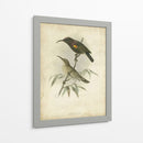 Custom Gould Hummingbird Ii (Ash) - John Gould | Cuadro decorativo de Canvas Lab