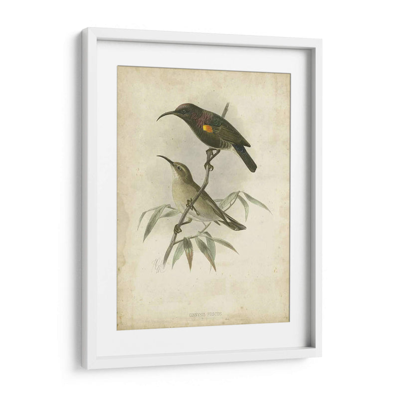 Custom Gould Hummingbird Ii (Ash) - John Gould | Cuadro decorativo de Canvas Lab