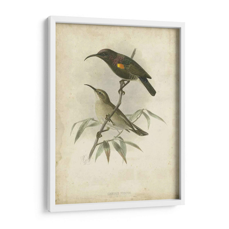 Custom Gould Hummingbird Ii (Ash) - John Gould | Cuadro decorativo de Canvas Lab