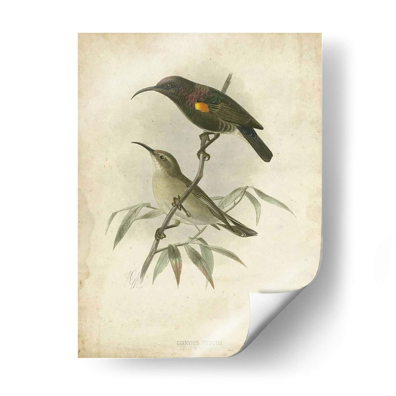 Custom Gould Hummingbird Ii (Ash) - John Gould | Cuadro decorativo de Canvas Lab