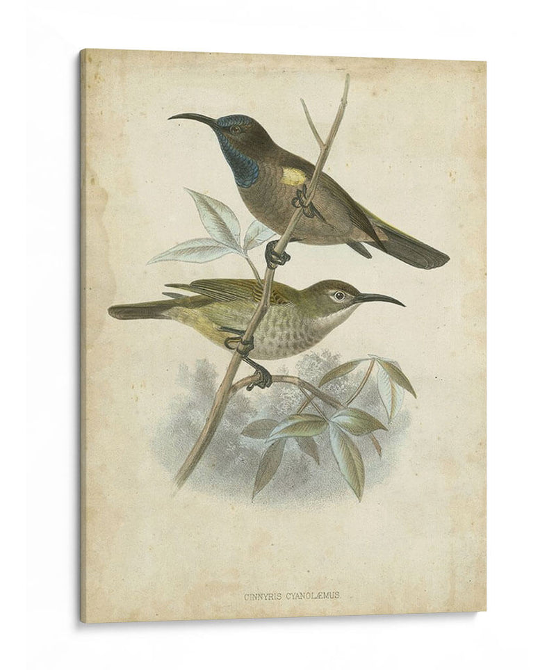 Custom Gould Hummingbird Iv (Ash) - John Gould | Cuadro decorativo de Canvas Lab