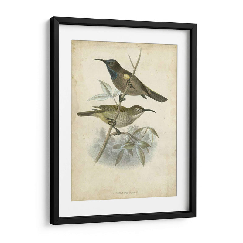 Custom Gould Hummingbird Iv (Ash) - John Gould | Cuadro decorativo de Canvas Lab