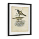 Custom Gould Hummingbird Iv (Ash) - John Gould | Cuadro decorativo de Canvas Lab