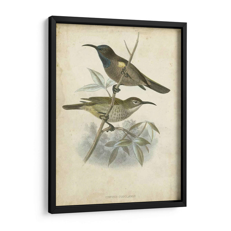 Custom Gould Hummingbird Iv (Ash) - John Gould | Cuadro decorativo de Canvas Lab