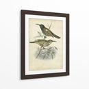 Custom Gould Hummingbird Iv (Ash) - John Gould | Cuadro decorativo de Canvas Lab