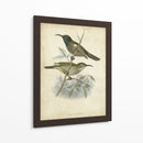 Custom Gould Hummingbird Iv (Ash) - John Gould | Cuadro decorativo de Canvas Lab