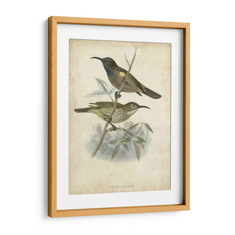 Custom Gould Hummingbird Iv (Ash) - John Gould | Cuadro decorativo de Canvas Lab