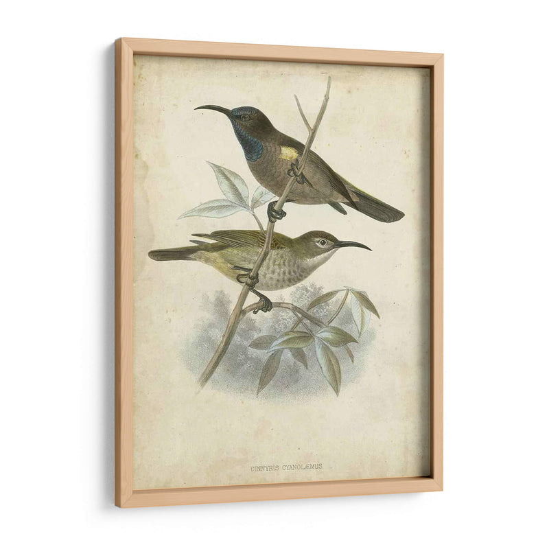 Custom Gould Hummingbird Iv (Ash) - John Gould | Cuadro decorativo de Canvas Lab