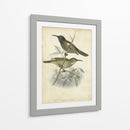 Custom Gould Hummingbird Iv (Ash) - John Gould | Cuadro decorativo de Canvas Lab