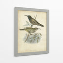 Custom Gould Hummingbird Iv (Ash) - John Gould | Cuadro decorativo de Canvas Lab