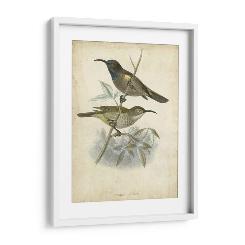 Custom Gould Hummingbird Iv (Ash) - John Gould | Cuadro decorativo de Canvas Lab