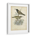 Custom Gould Hummingbird Iv (Ash) - John Gould | Cuadro decorativo de Canvas Lab