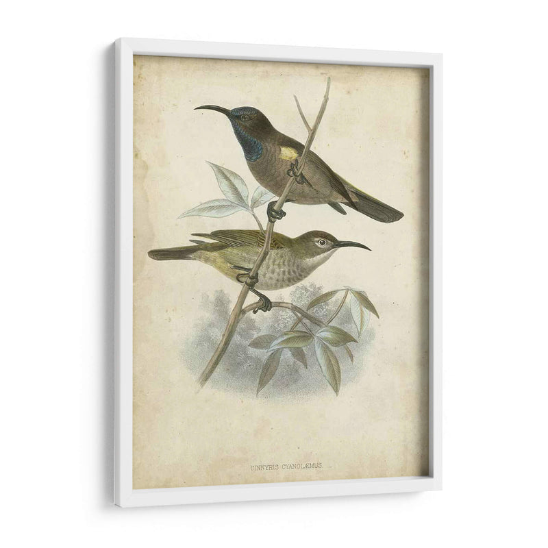 Custom Gould Hummingbird Iv (Ash) - John Gould | Cuadro decorativo de Canvas Lab