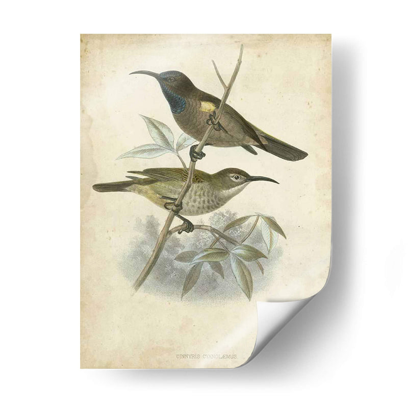 Custom Gould Hummingbird Iv (Ash) - John Gould | Cuadro decorativo de Canvas Lab