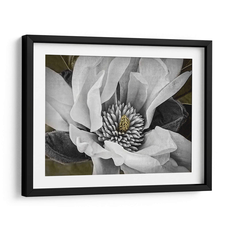 Magnolia Clásica Personalizada (Ceniza) - Rachel Perry | Cuadro decorativo de Canvas Lab