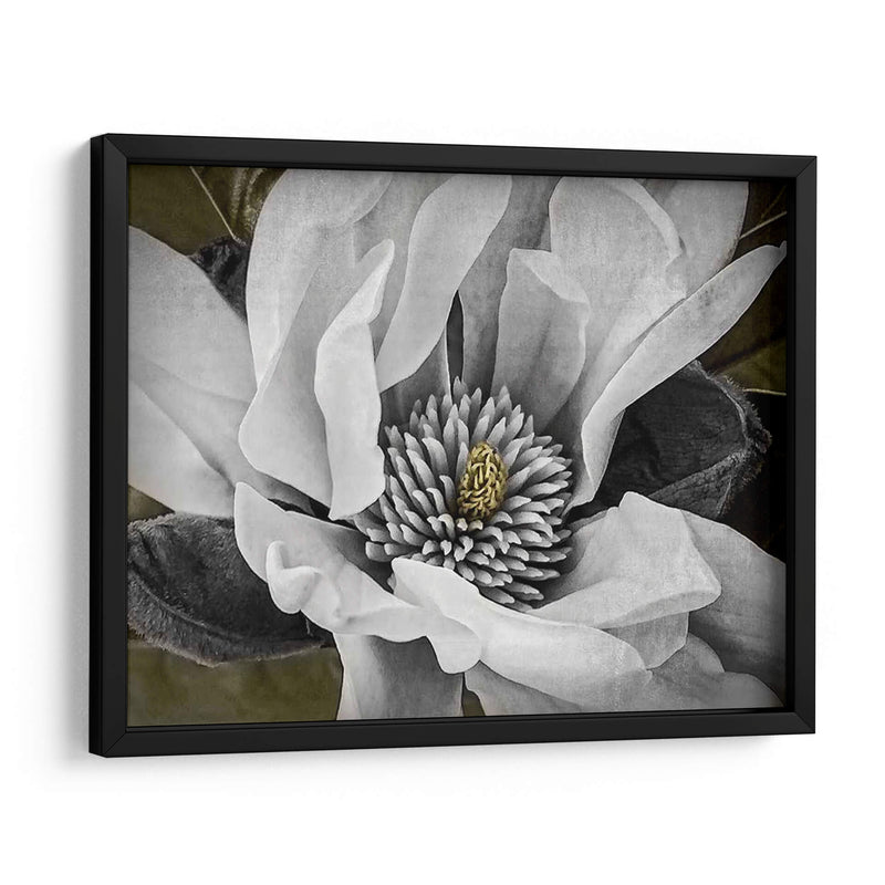 Magnolia Clásica Personalizada (Ceniza) - Rachel Perry | Cuadro decorativo de Canvas Lab