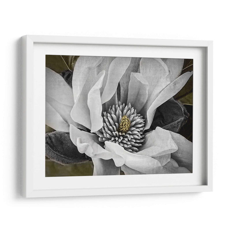 Magnolia Clásica Personalizada (Ceniza) - Rachel Perry | Cuadro decorativo de Canvas Lab