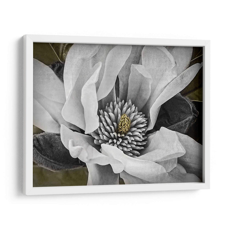 Magnolia Clásica Personalizada (Ceniza) - Rachel Perry | Cuadro decorativo de Canvas Lab